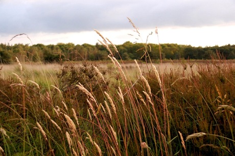 Landschap in lagen