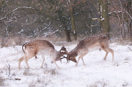 damherten in de sneeuw