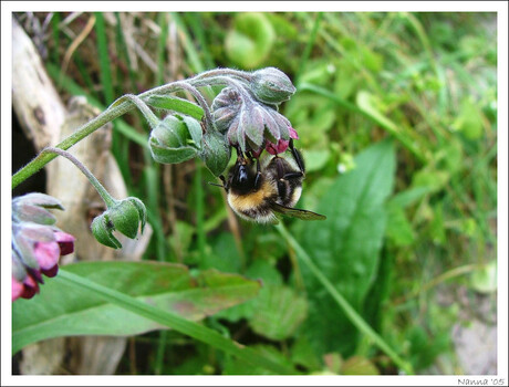 Hangende Hommel