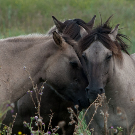 oostvaardersplassen 13 aug