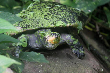 schildpad lekker groen