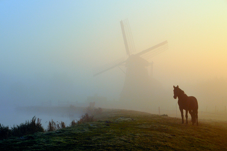 Paard in de ochtenmist