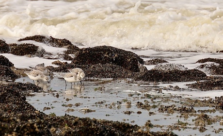 Drieteenstrandlopers