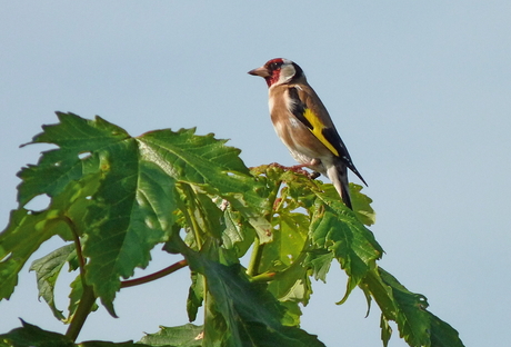 Distelvink