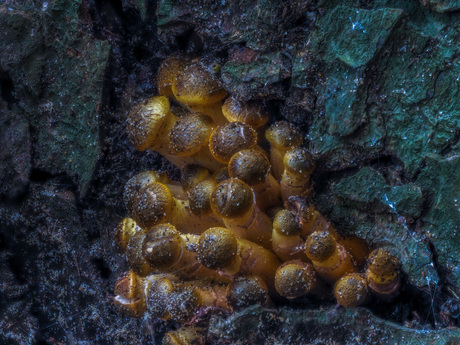 Tree Fungi