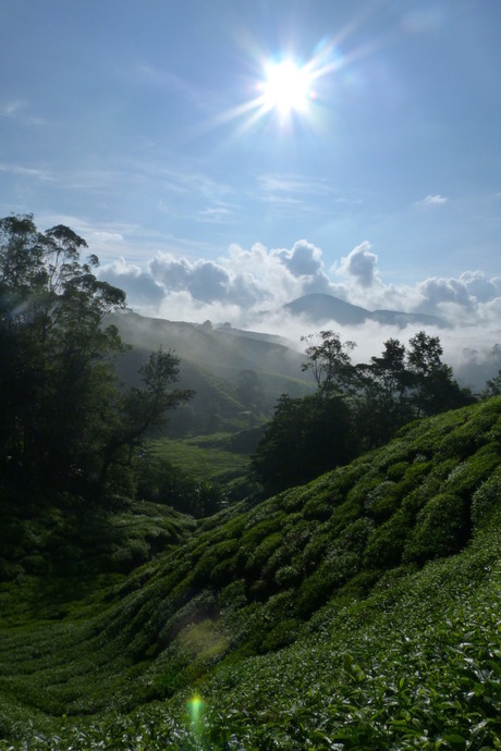 Theeplantage Cameron Highland