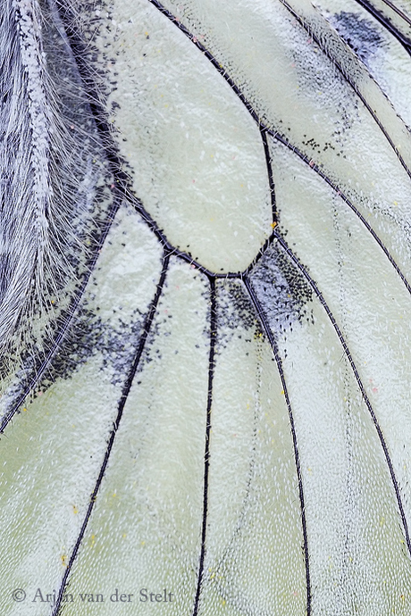 Detail Vleugel Apollovlinder