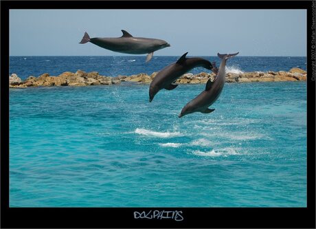 Dolphins III