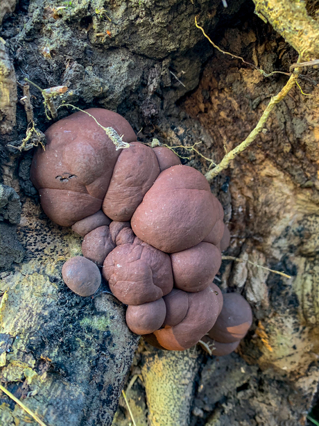 Wie weet wat dit is ?? Ik kwam het tegen in het bos onder een boomstronk. Het is zo hard als steen.