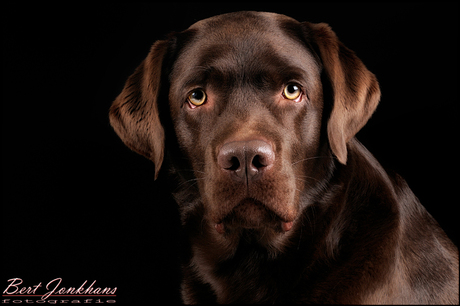 portret van een labrador