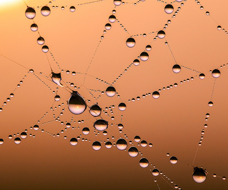 Spinneweb met reflectie