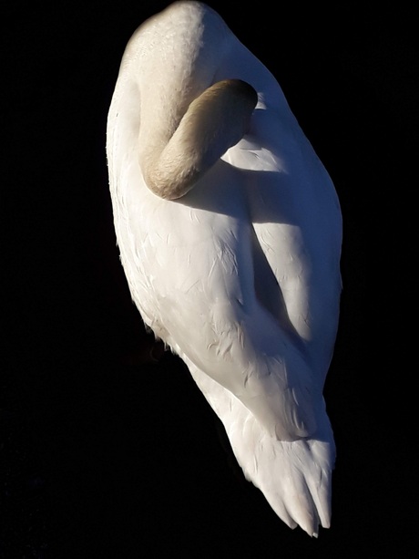 Above a swan