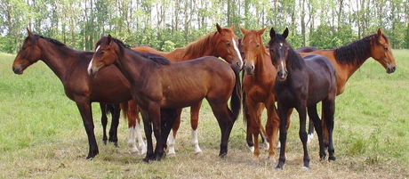 Paarden in de natuur