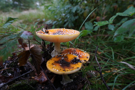 Amanita muscaria.