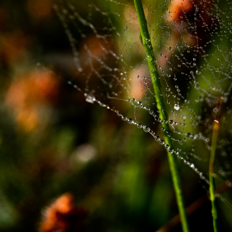 Web