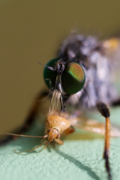 Insect met prooi detail