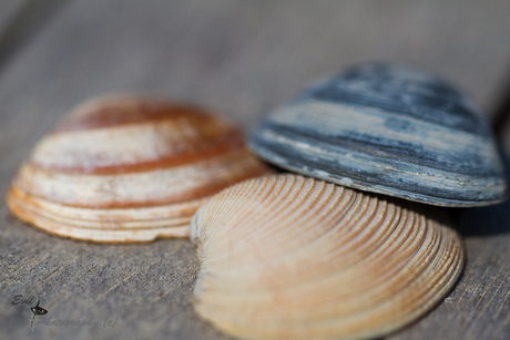 Trio di mare