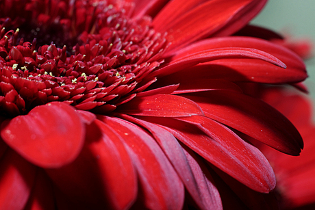 Gerbera