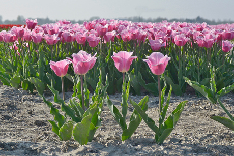 Missers in het tulpenveld