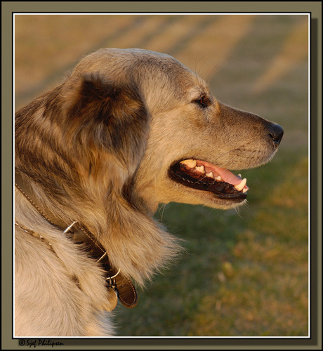 kruizing husky en labrador