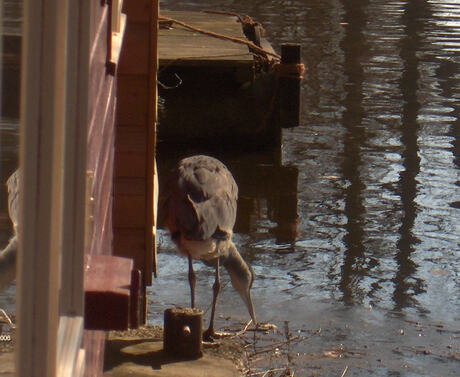 Reiger bij ons op de boot