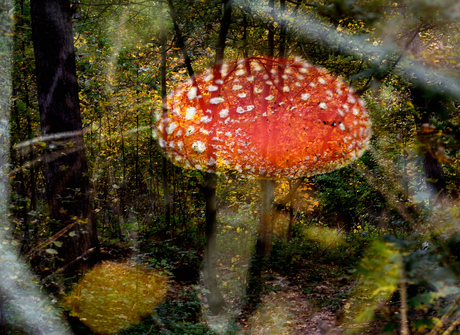 paddenstoel in het bos