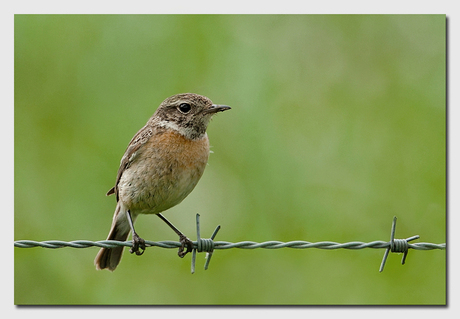 Roodborst tapuit dametje