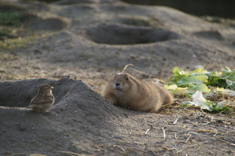 Prairiehondje besluipt vogel