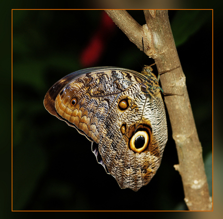 emmen dierenpark 19