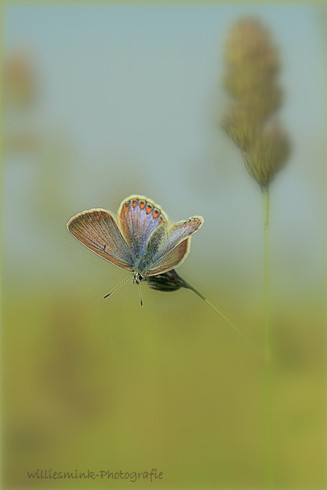 Butterfly (2)