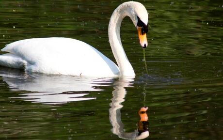 spiegelende zwaan