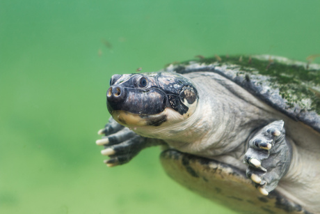 Schildpad die voorbij zwemt