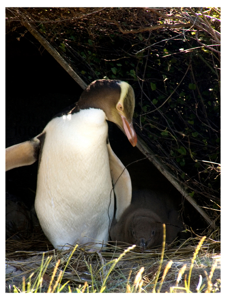 Yellow eyed penguin