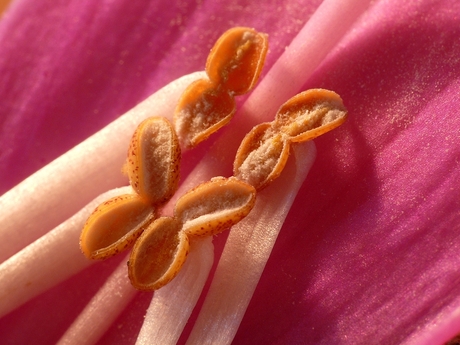 Digitalis purpurea