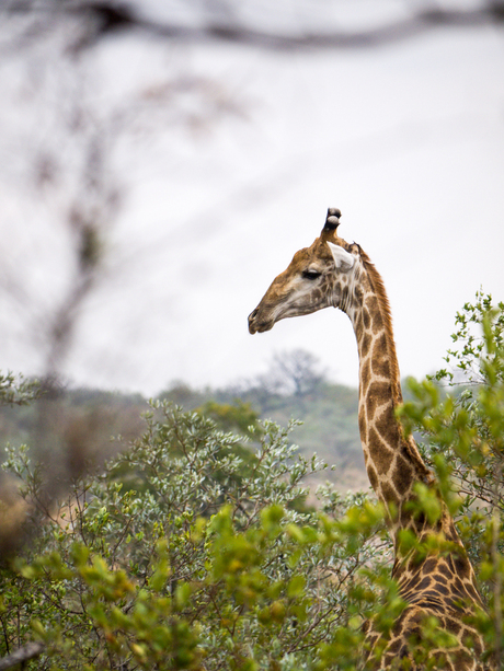 Giraffe @ Kruger