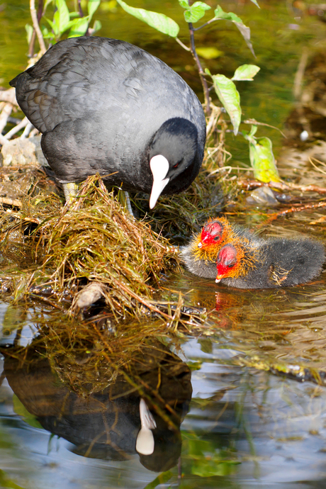 Waterkoet met kuikens