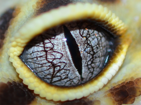 Luipaardgekko oog