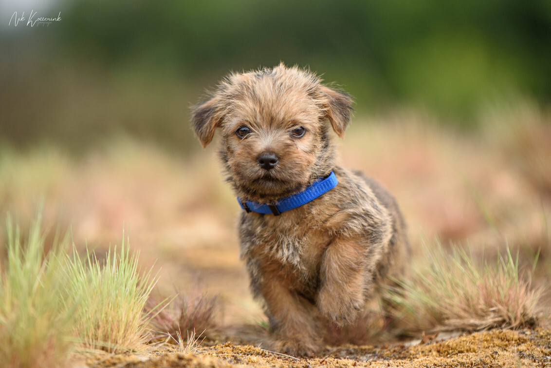 Norfolk terrier store puppies