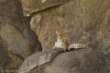 Leopard op een rots