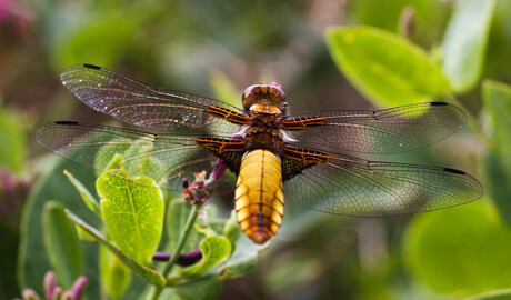 Een platbuik libelle