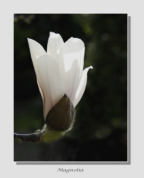 Magnolia