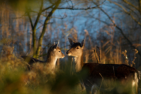 Damherten bij Vogelenzang