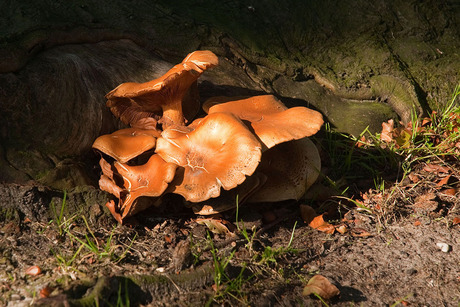 In de herfstzon