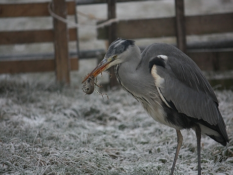 Blauwe reiger