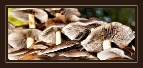 1234 Hoedjes van....