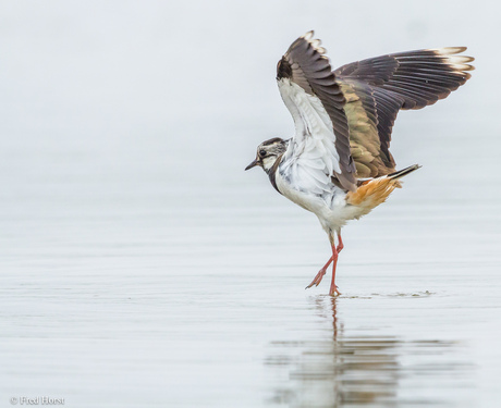 Lopen op het water