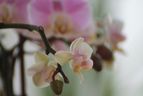 Orchideeen