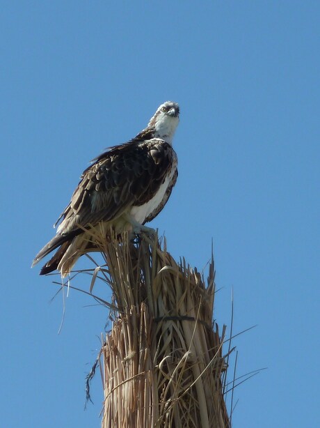 Roofvogel