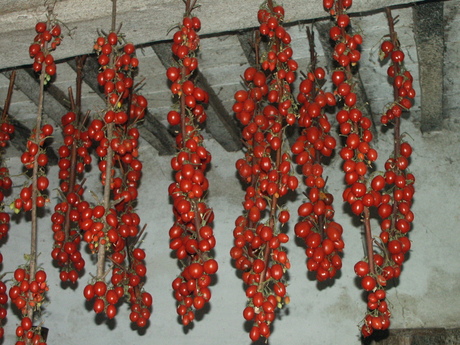 drogende tomaten