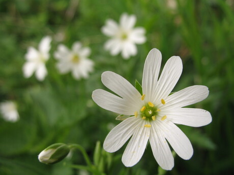 Lieveheersbloem